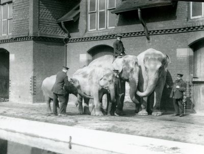 Aziatische olifanten, twee volwassen en twee jonge, met hun verzorgers in London Zoo, voor 1930 door Frederick William Bond